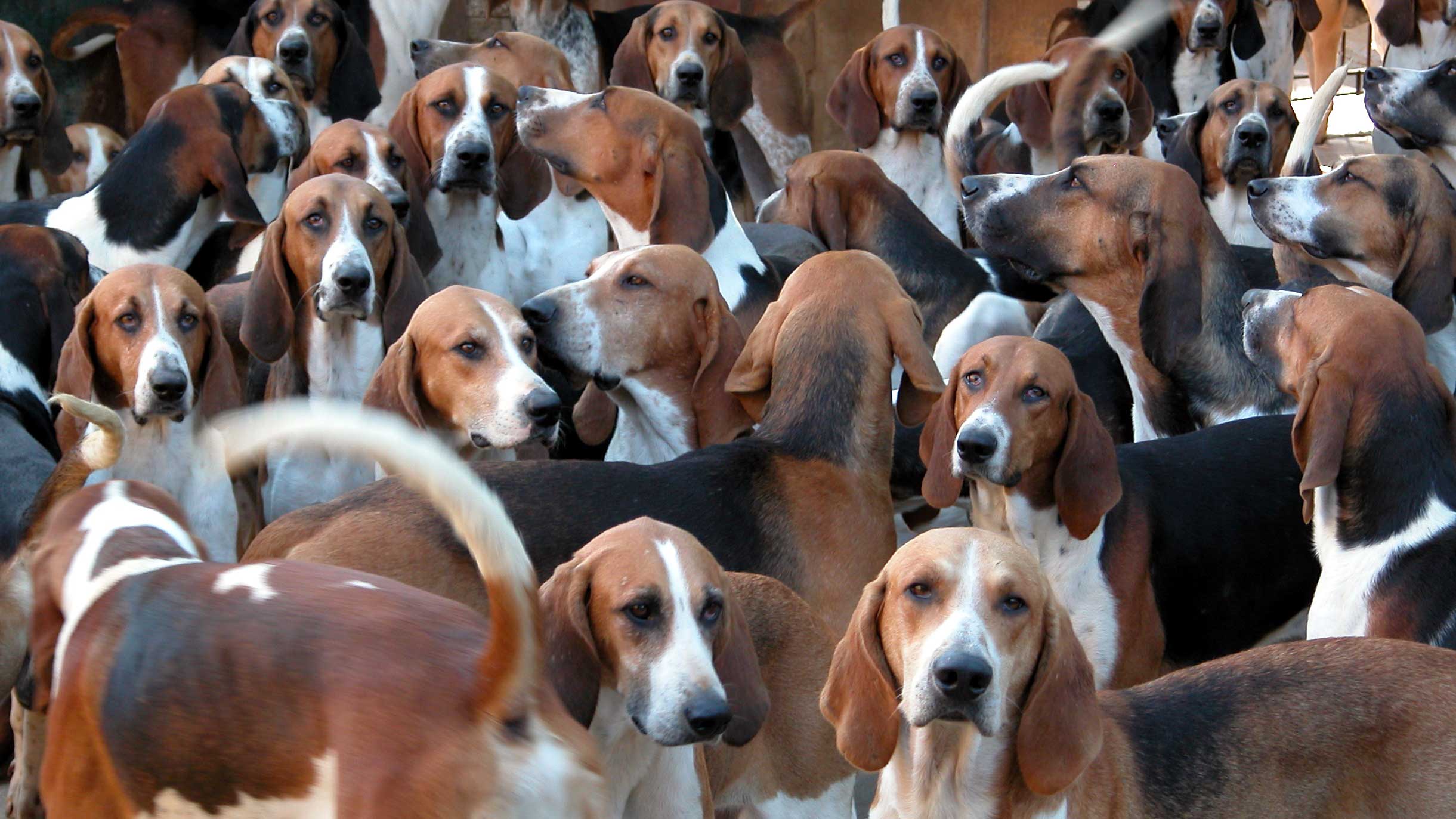 Lauréate : la meute de beagles de Gérard Tuffal.|Jean-Paul Epinette Lauréate : la meute de beagles de Gérard Tuffal.|Jean-Paul Epinette