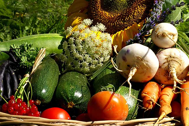 Des légumes bio fraîchement cueillis... (dr)|Jean-Paul Epinette Des légumes bio fraîchement cueillis... (dr)|Jean-Paul Epinette