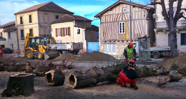 Malades, les arbres étaient condamnés. Il fallait abattre. Ils seront replantés. Malades, les arbres étaient condamnés. Il fallait abattre. Ils seront replantés.