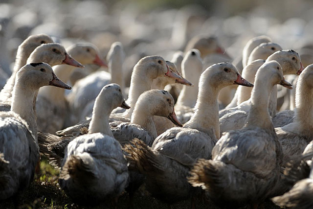 Ouf ! Viandes et foies gras pourront être normalement commercialisés...|Photo DR Ouf ! Viandes et foies gras pourront être normalement commercialisés...|Photo DR