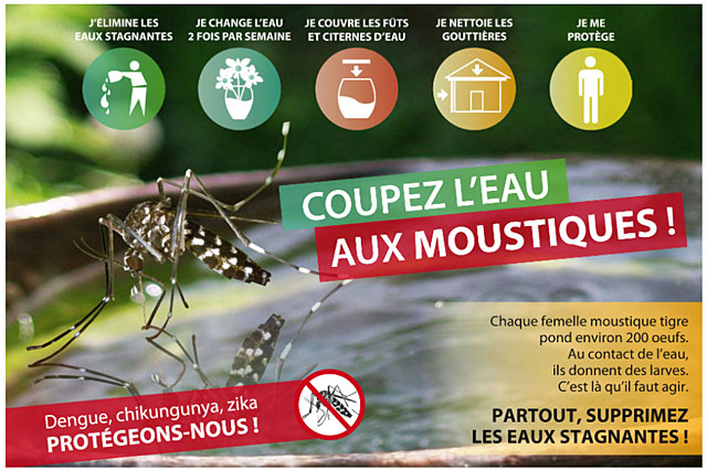 Le moustique tigre prolifère près des maisons et pond dans des petites quantités d'eau...|Photo ARS Le moustique tigre prolifère près des maisons et pond dans des petites quantités d'eau...|Photo ARS